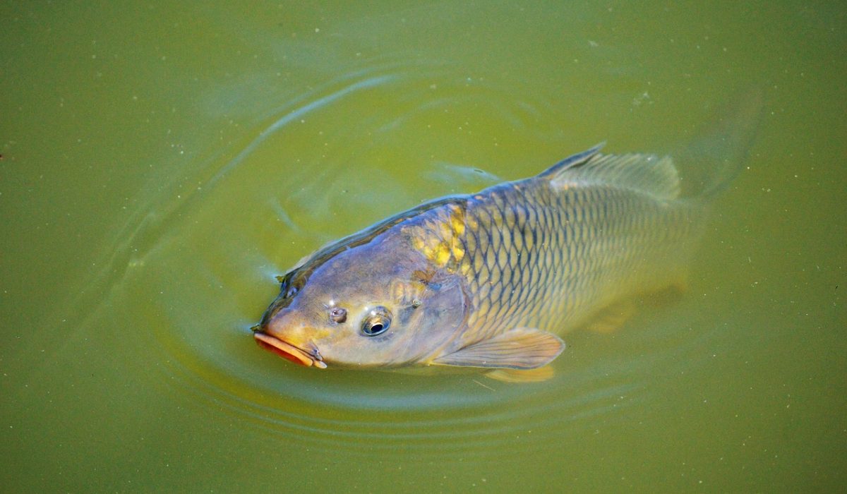 carp-2399523_1280